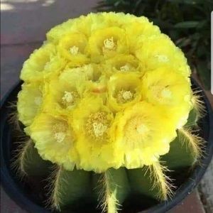 Meet your Posher, Marie